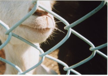 Superheadz 110 Format Secret Spy Book Camera Classic Red - Image 2